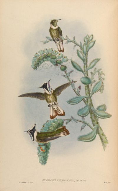 Oxypogon cyanolaemus = Oxypogon guerinii cyanolaemus by John Gould